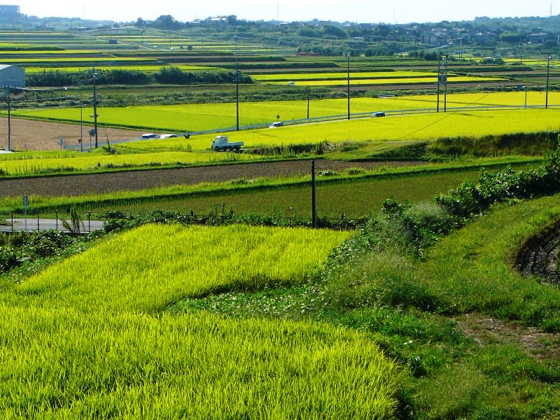 緩い傾斜地の田圃の画像