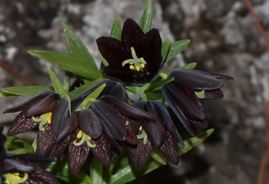 エアプランツと珍しい植物 咲くやこの花館 最終回 良かっtane ブログ