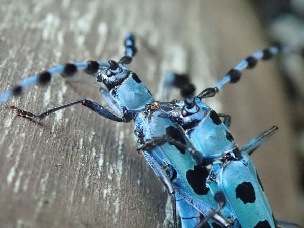 カミキリムシ のブログ記事一覧 ゆめこが虫を撮る