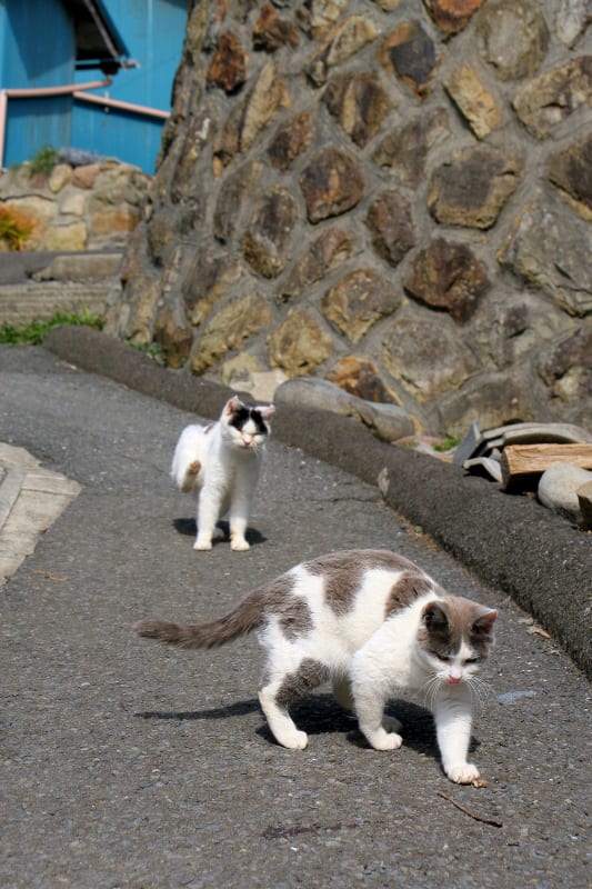 田代島 3 ハートのしっぽ ねこ日和 我輩はノラである