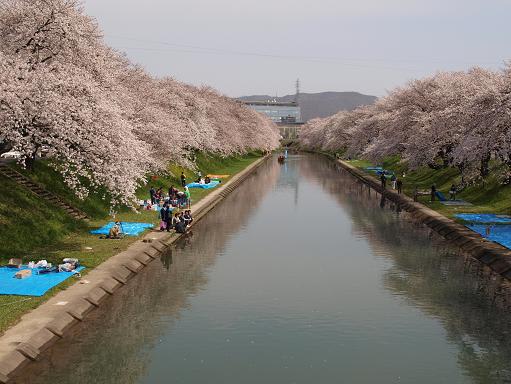 桜まつり 各務原市民公園 新境川堤 学びの森 の四季と 楽しい各務原