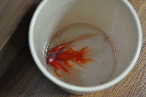 金魚水槽 らんちゅう水槽 大引越し ソウルで金魚