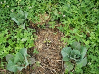 クローバー草生 白クローバー 無農薬 自然菜園 自然農法 自然農 で 自給自足life 持続可能で豊かで自然な暮らしの分かち合い