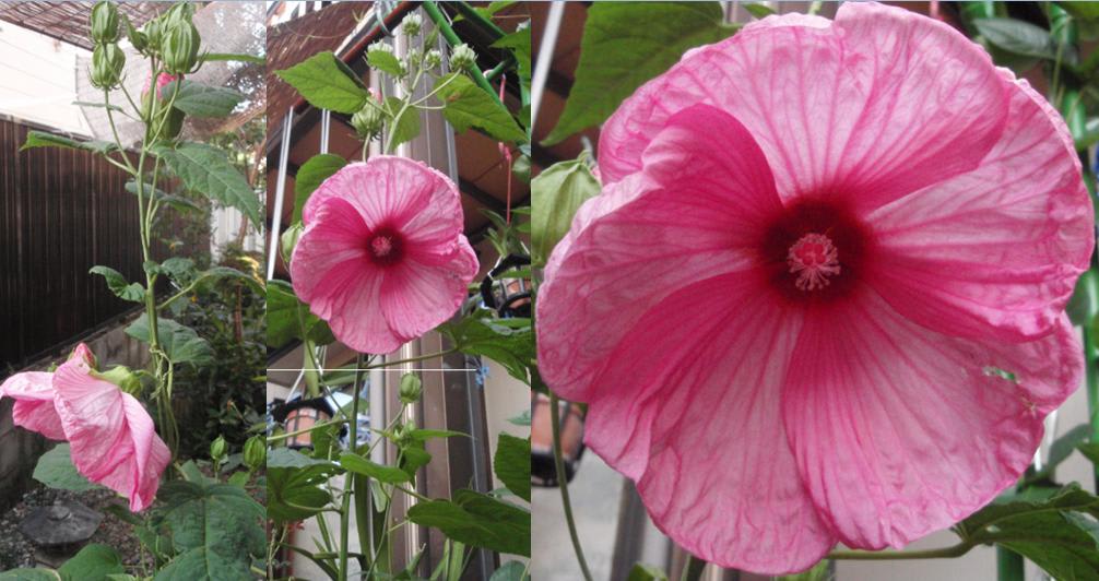 アメリカフヨウと西洋フヨウ 月に魅せられて