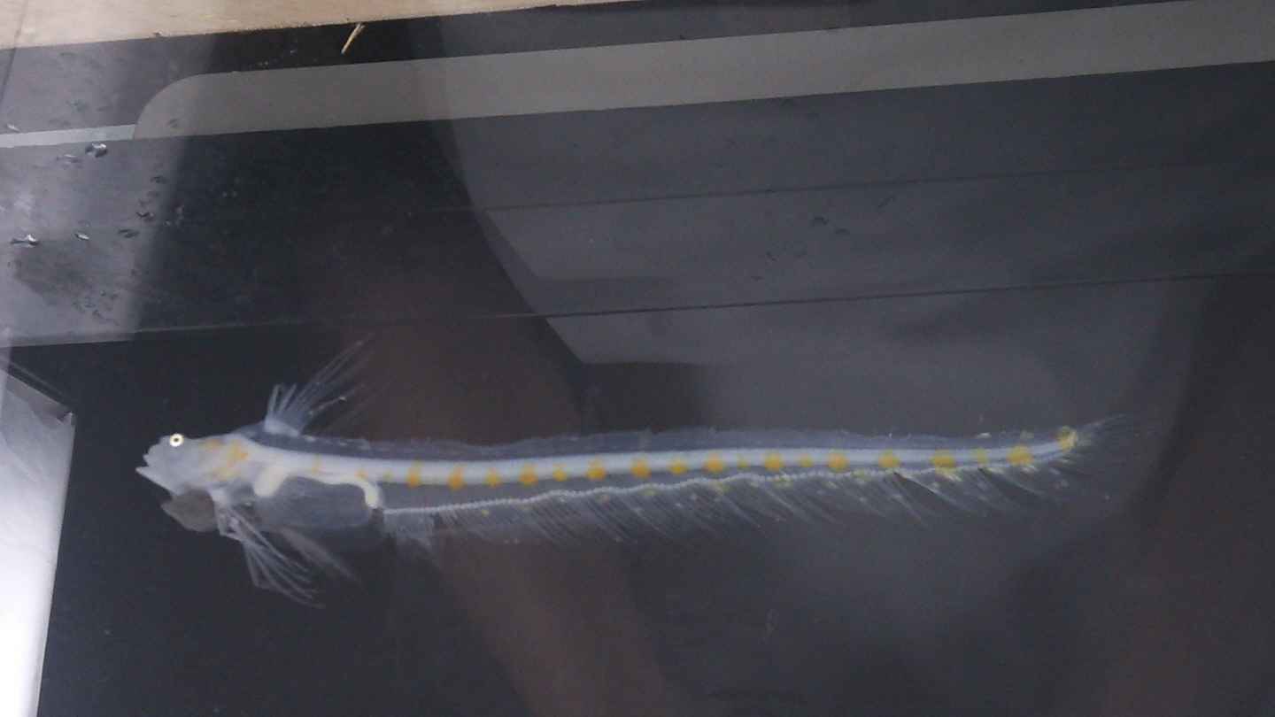 13年5月のブログ記事一覧 お魚三昧生活 13年5月のブログ記事一覧 お魚三昧生活