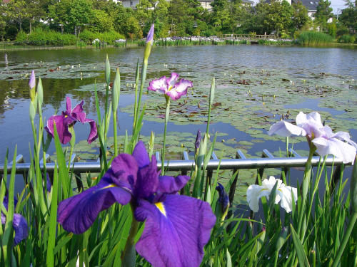 池に咲く花３