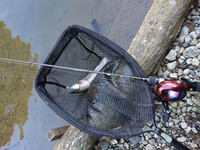 H31初釣りは管理釣り場 ちきの釣り日記２