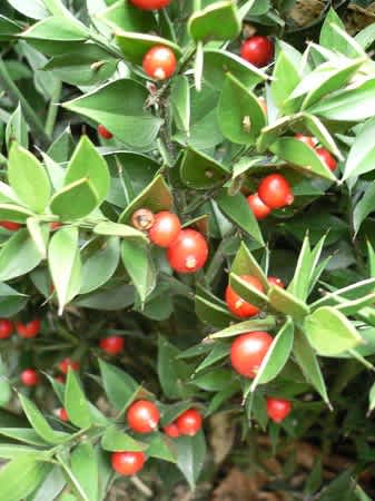 ナギイカダ えんじぇるの小箱 ナギイカダ えんじぇるの小箱