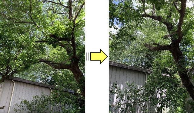 敷地内うっそうとしてしまった桜の木の枝おろし作業ご依頼 庭木剪定 伐採 草刈り お庭の困ったを解決するお助けマンブログ