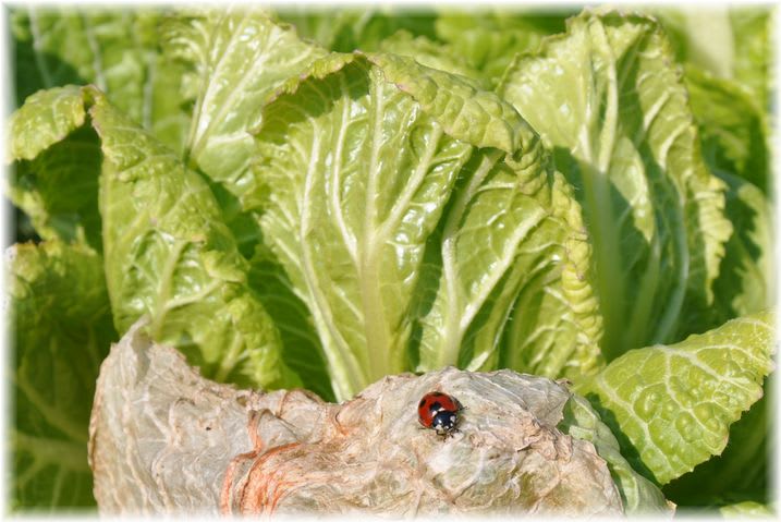 てんとう虫 2010年2月21日