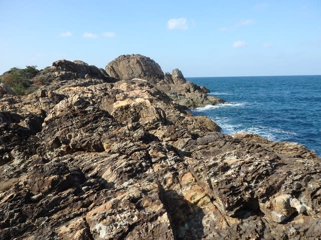 鎌手海岸の岩場の植物 晴れたら花巡り