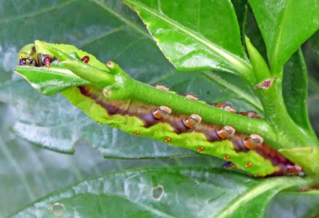 オオスカシバ 大透翅 の幼虫 梔子をむさぼる 温泉ドラえもんのブログ