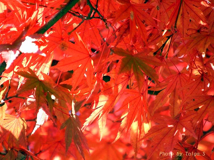 日常風景写真　東京・高尾山　紅葉