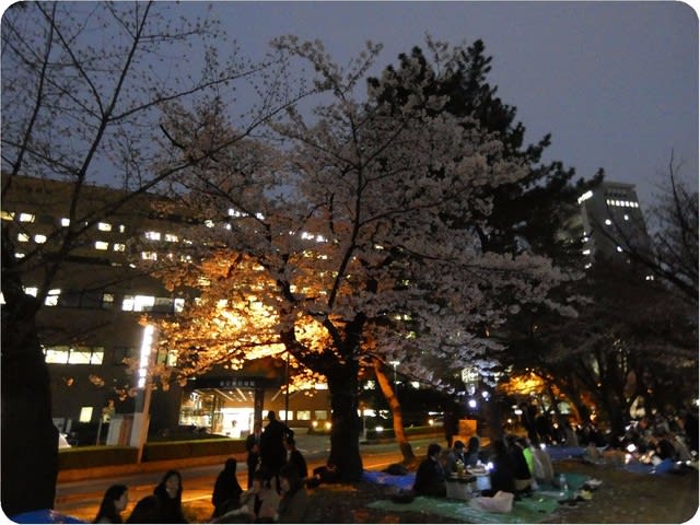 外濠公園の夜桜見物 飲んでもブログ