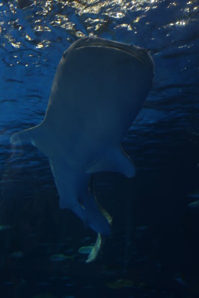 写】いおワールド かごしま水族館(鹿児島)前編 - ぴかりんの頭の中味