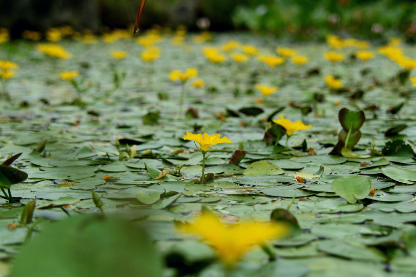 花も良いけどの画像