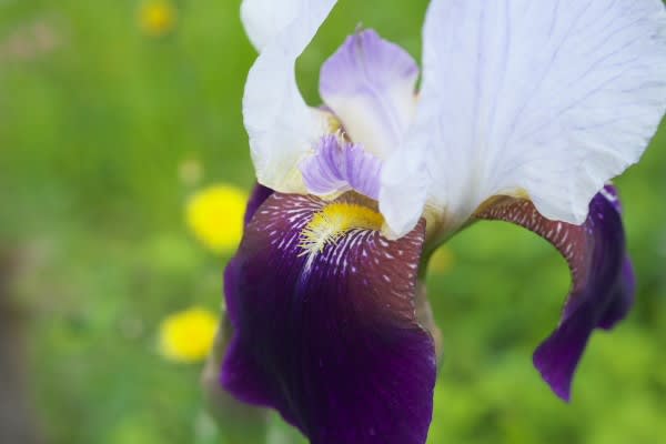 ジャーマンアイリス 花色が豊富なドイツのアヤメは5月23日の誕生花 Aiグッチ のつぶやき