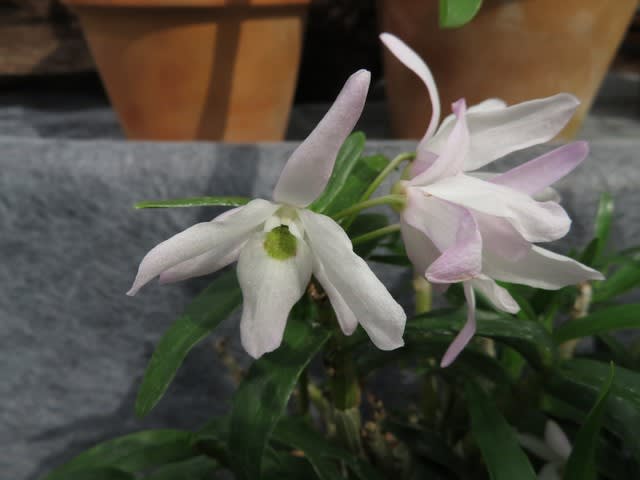セッコクをベースに作出されたラン デンドロビウム モニリフォルメ 蘭シリーズ 68 野の花 庭の花