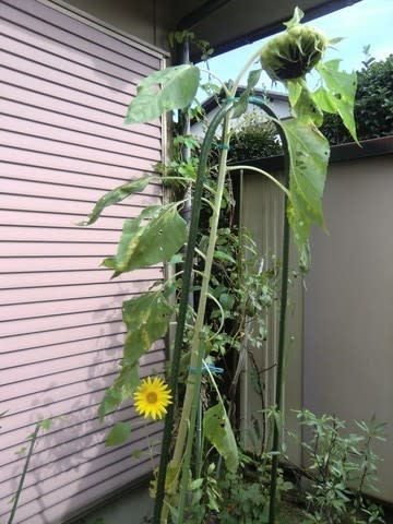 ヒマワリの脇芽から パパとりの雑記帳