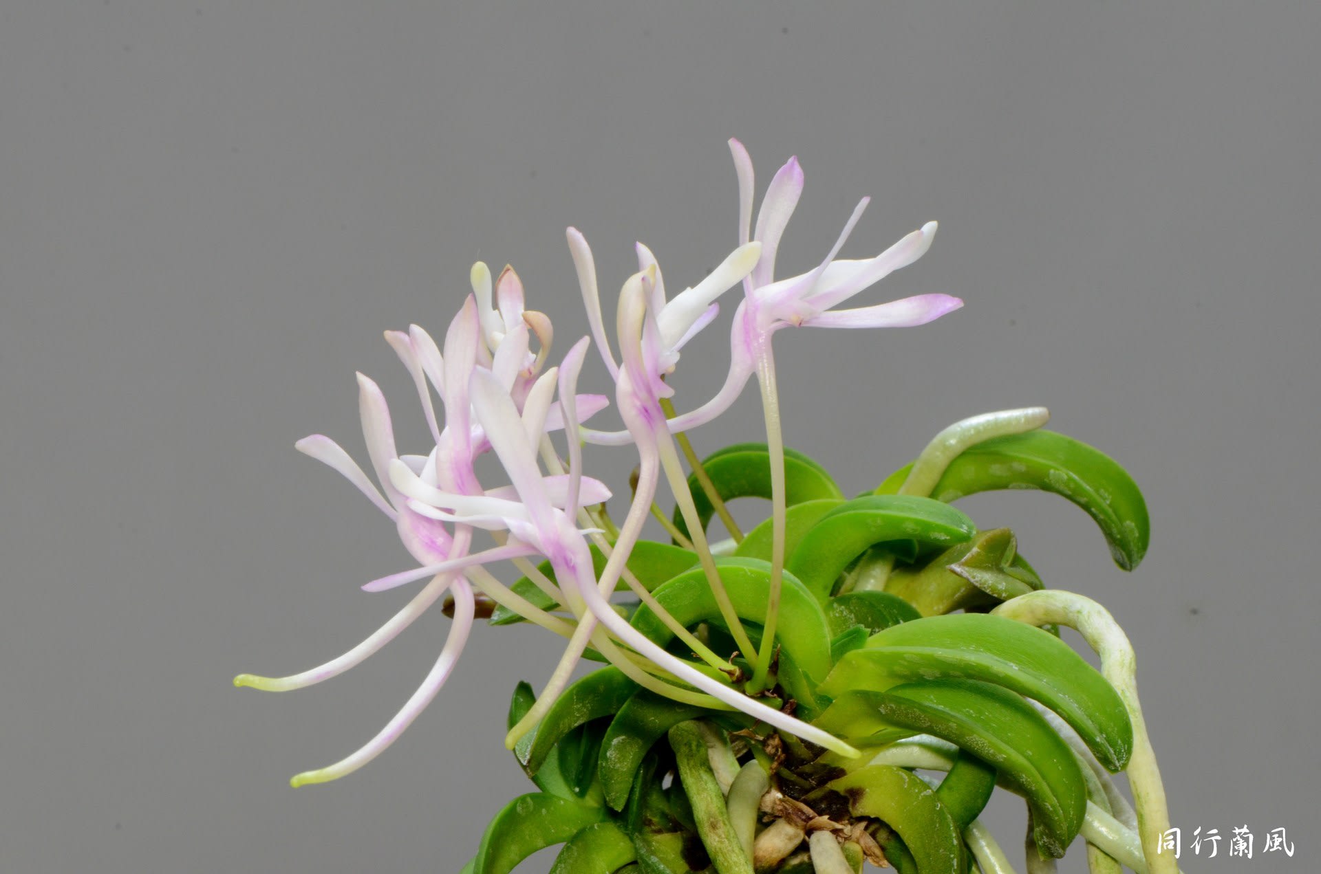 富貴蘭　樹海錦 fu-t648-1.jpg