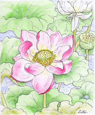 ピンク色のハスの花 おさんぽスケッチ にじいろアトリエ 水彩 色鉛筆イラスト スケッチ