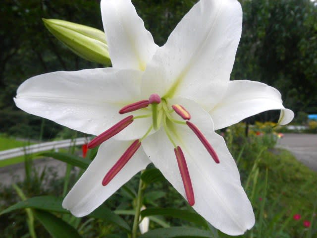 ユリの王様カサブランカ やまんばの庭 ユリの王様カサブランカ やまんばの庭