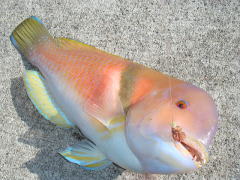 キュウセンは美味しいのか Jcaの激闘 投げ釣り戦記 キュウセンは美味しいのか Jcaの激闘 投げ釣り戦記