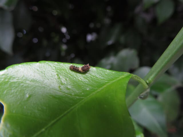 お庭の夏みかんにアゲハの幼虫が沢山 なつみかんの木々を見上げて