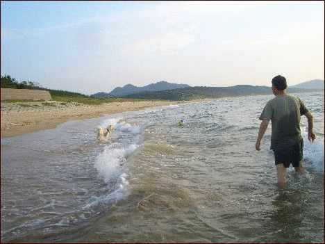 遙かな夏の日 チコリの花 座敷わらし犬とうさぎガーデン 遙かな夏の日 チコリの花 座敷わらし犬とうさぎガーデン