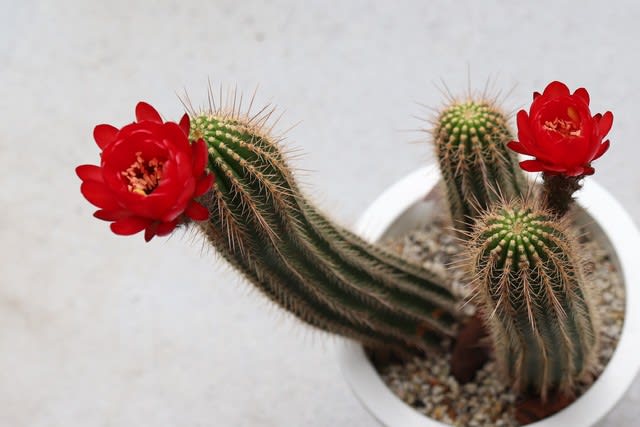多肉 真っ赤なサボテンの花 お庭の出来事２ つづきです