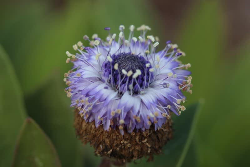 グロブラリア ブルーアイ Kk399 松江の花探し のんびりと歩いて 写して グロブラリア ブルーアイ Kk399 松江の花探し のんびりと歩いて 写して