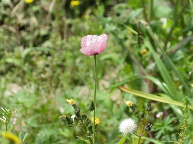 咲いてはいけない花が 今年も咲き始めてしまった アツミゲシ おばｖａｎ日記帳 明日は誰に逢えるかな