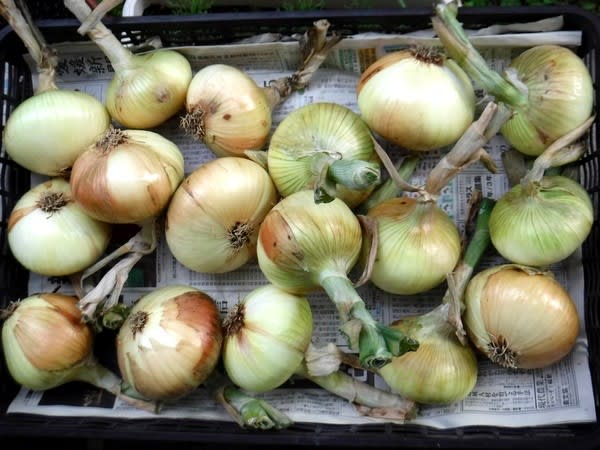 野菜ネットで玉ねぎの保存 5月5日 むっちゃんのブログ