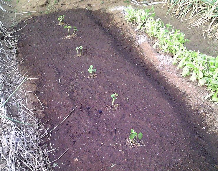 ６月３日 オクラを密植で植えました ビギナーの家庭菜園