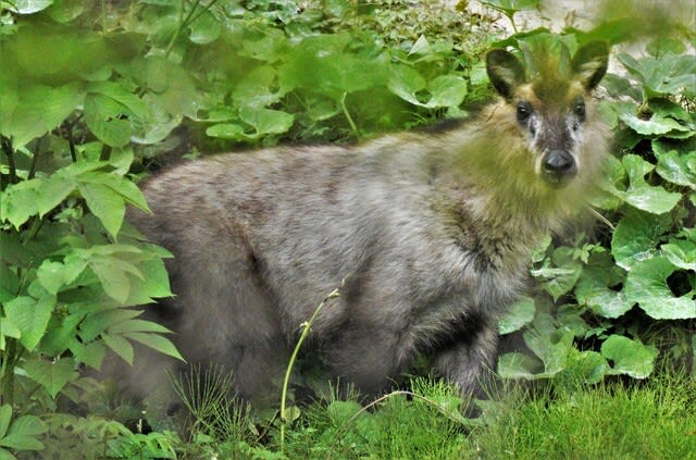 日本カモシカ 哀愁のボヘミアン あんぽんたんな男のラプソディー