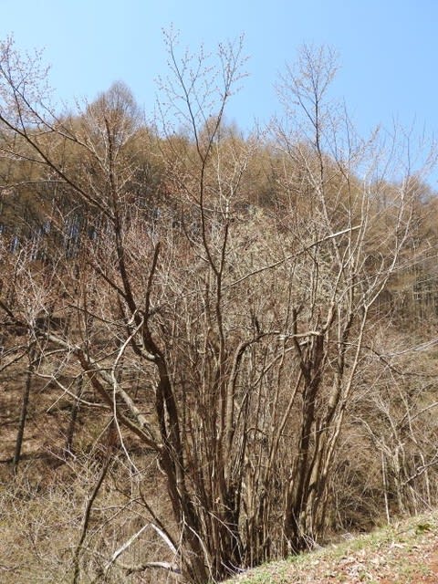 高ボッチ高原・鉢伏山の植物　フサザクラ（房桜）