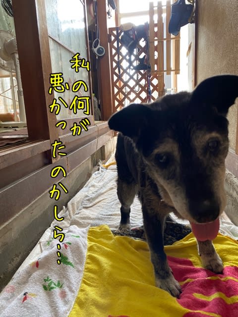 ゴン太郎先生 2ページ目 ゴン太郎先生 2ページ目
