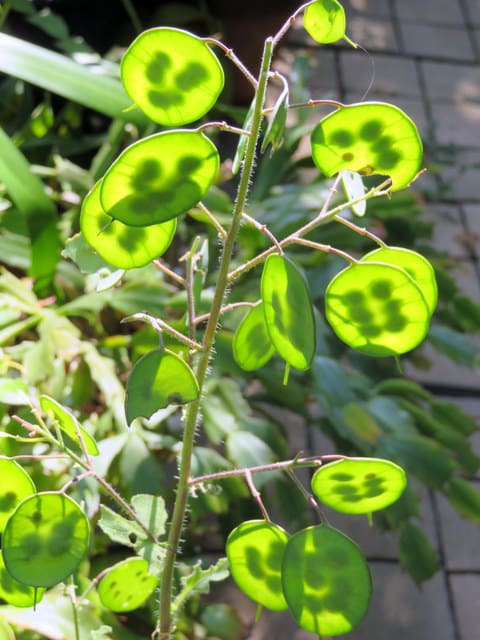 花後のルナリア たけじいの気まぐれブログ 花後のルナリア たけじいの気まぐれブログ