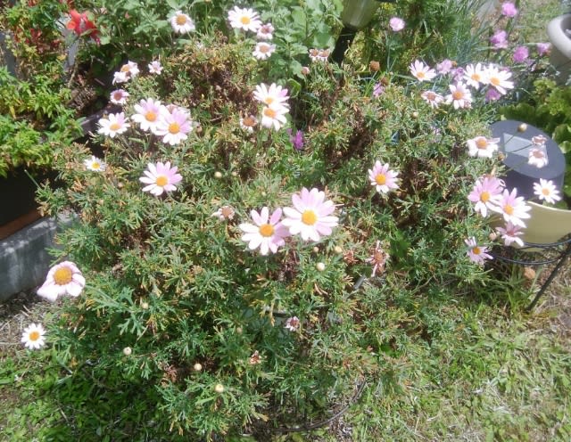 花の切り戻しと 夏花の苗植え 庭でぼんやり まったり 花の切り戻しと 夏花の苗植え 庭でぼんやり まったり