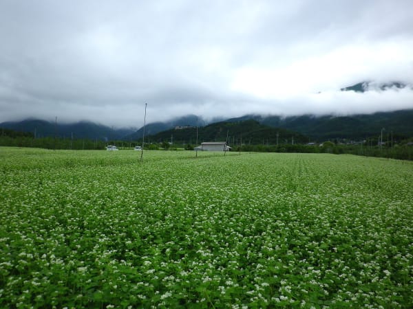 蕎麦の花 安曇野市三郷小倉 あずみ野 美光波探訪