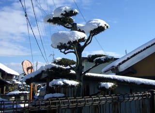 雪を被った松の木