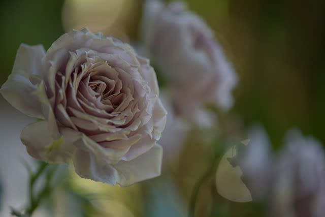 遅咲きのブルー系バラ ノヴァーリス エモーション ブルー ローズシナクティフ 小さな庭の小さな幸せ チャッピーのバラ庭より
