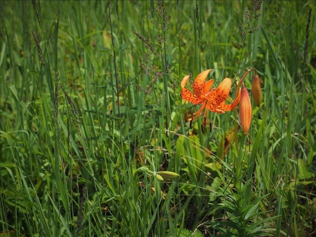 入笠山 夏の陣では無い 夏の花 山の花は友達