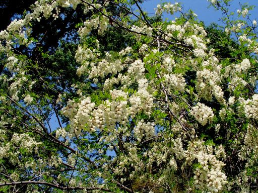 真っ白く咲く アカシア の花 いや ニセアカシア の花 ダッペの悠友ライフ