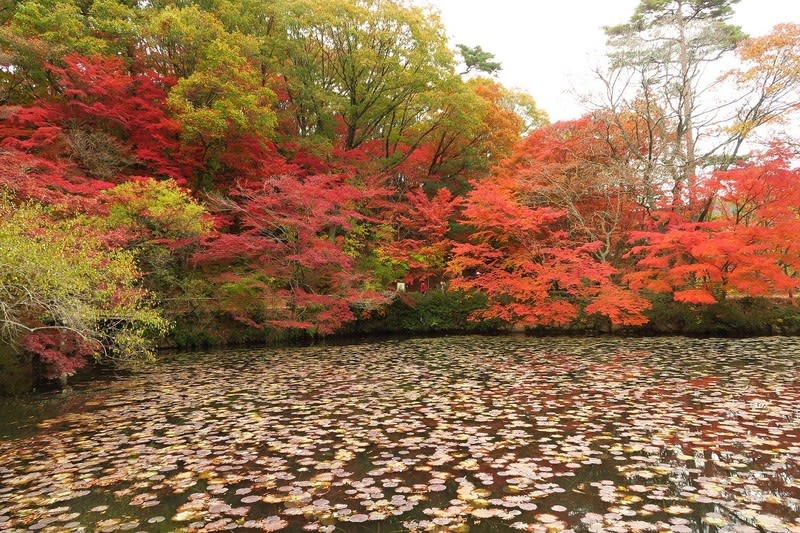 神戸市立森林植物園の紅葉 移りゆく日々 四季