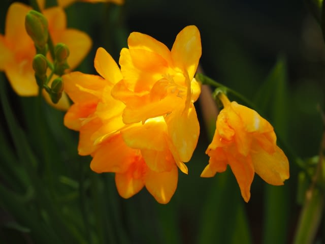 フリージアの花が綺麗 花風景