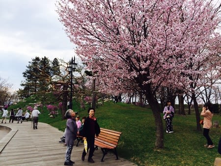 桜 旭川 常盤公園 Sometime Somewhere Sapporo And California Spring 17 桜 旭川 常盤公園 Sometime Somewhere Sapporo And California Spring 17