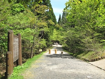 新緑の岡山県立森林公園 気ままに山歩き