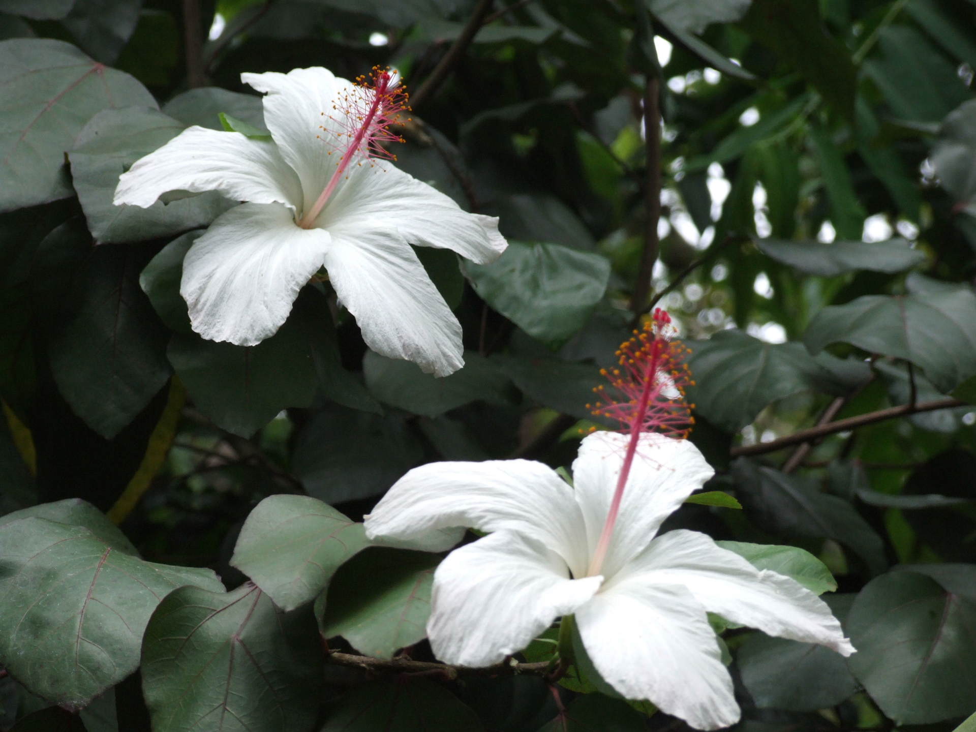 ハイビスカス アーノッティアヌス Hibiscus Arnottianus 季節の花