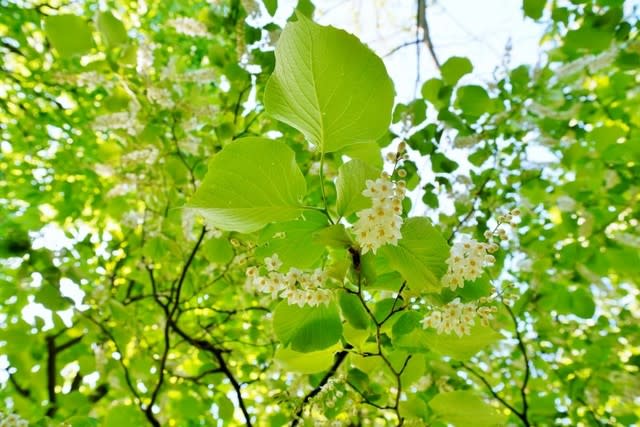 5月に咲く木の花 その１ 赤塚植物園 19年5月撮影 四季優彩 Annex